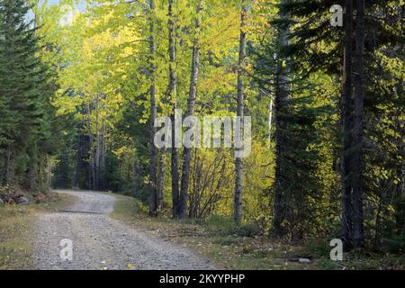 Guida panoramica nella foresta attraverso la Kootenai National Forest in autunno. Lincoln County, Montana nord-occidentale. (Foto di Randy Beacham) Foto Stock