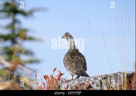 Dendragapus obscurus (Dendragapus obscurus) su un ridgeline di montagna in autunno. Kootenai National Forest , Purcell Mountains, NW Montana. (Foto di Randy Beacham Foto Stock