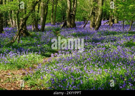 Percorso che si snoda attraverso un tappeto di bluebells in legno vicino Staplehurst, Kent, Inghilterra Foto Stock