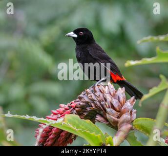 Canager scarlatto (Ramphocelus passerinii), penisola di Osa, Puntarenas, Costa Rica. Foto Stock