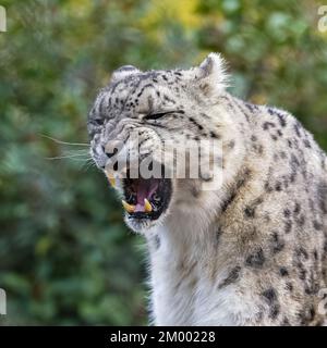 Un ritratto di leopardo di neve, Panthera uncia, sbadiglio, primo piano Foto Stock