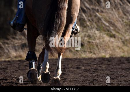 Addestramento di uno stallone a cavallo del quartiere americano in equitazione occidentale con attrezzatura tipica occidentale, stallone di castagno con staffe e protezione delle gambe, R Foto Stock