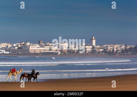 Città bianca sull'Atlantico, skyline, cavalieri con cavalli e dromedari per i turisti sulla spiaggia, spiaggia Tagharte nella foschia mattutina, Essaouira, Moro Foto Stock