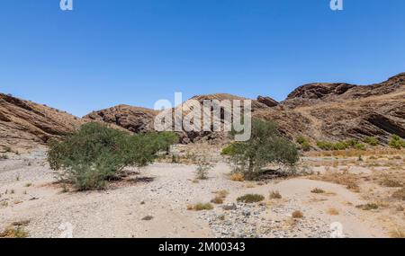 Gli alberi di Ana nell'arido fiume Kuiseb nelle montagne di Hakos, Namibia, Africa Foto Stock