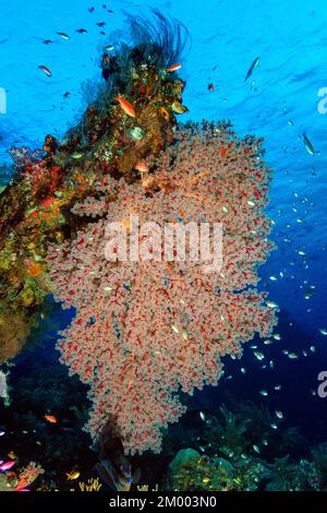 Nodo gigante rosso ventilatore mare (Melithaea), Pacifico, Bali, Indonesia, Asia Foto Stock