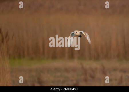 Fienile (Tyto alba) uccello adulto in volo che trasporta una vole nei suoi taloni, Cambridgeshire, Inghilterra, Regno Unito, Europa Foto Stock