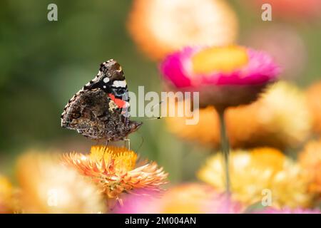 Ammiraglio rosso (Vanessa atalanta) farfalla adulto che si nutrono su fiori margherite in un giardino, Suffolk, Inghilterra, Regno Unito, Europa Foto Stock