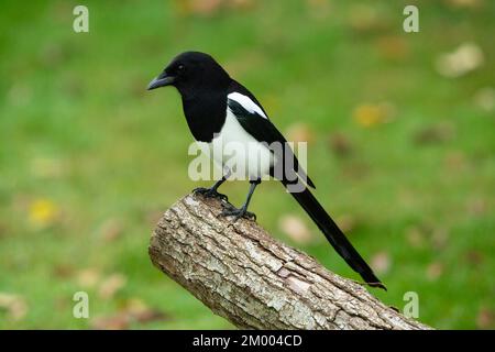 Magpie in piedi sul tronco dell'albero guardando a sinistra Foto Stock