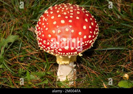 Corpo agarico a mosca con gambo bianco e cappuccio rosso con fiocchi bianchi in lettiera ad ago Foto Stock