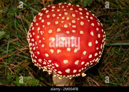 Corpo fruttifero di Toadstool con cappuccio rosso con fiocchi bianchi nella lettiera ad ago Foto Stock