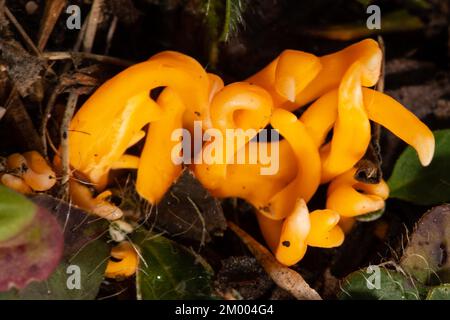 Giallo dorato prato club fruttito corpo alcuni rami d'arancio Foto Stock