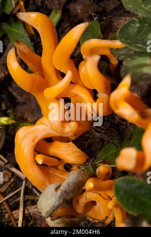 Giallo dorato prato club fruttito corpo alcuni rami d'arancio Foto Stock