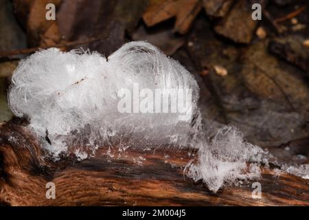 Capelli ghiaccio frutta corpo bianco agitato aghi di ghiaccio sul ramo Foto Stock