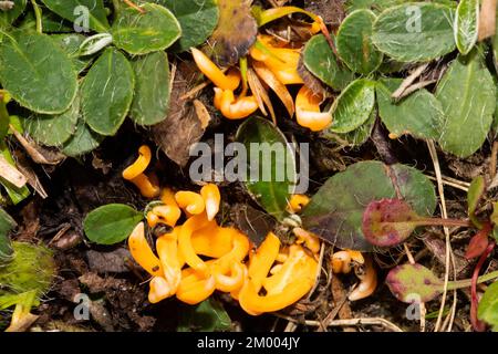 Giallo dorato prato club fruttito corpo alcuni rami arancioni tra foglie verdi Foto Stock