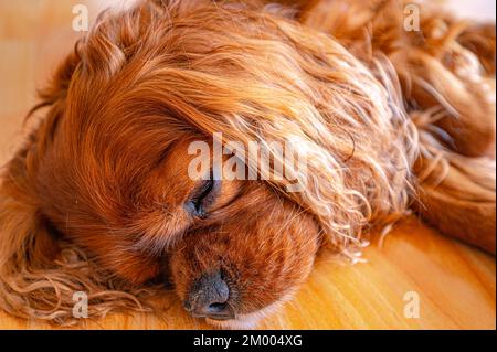 Un cane della razza Cavalier re Charles Spaniel in marrone (Ruby) si trova sul pavimento laminato e dorme, Hannover, bassa Sassonia, Germania, Europa Foto Stock