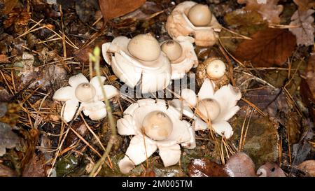 Ruffed Earth Star (Geastrum triplex Jungh.), Tegeler Forst, Berlino, Germania, Europa Foto Stock