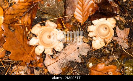 Ruffed Earth Star (Geastrum triplex Jungh.), Tegeler Forst, Berlino, Germania, Europa Foto Stock