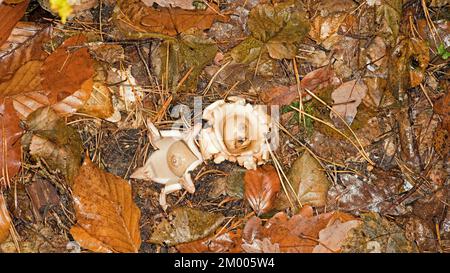 Ruffed Earth Star (Geastrum triplex Jungh.), Tegeler Forst, Berlino, Germania, Europa Foto Stock