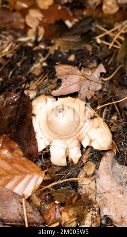 Ruffed Earth Star (Geastrum triplex Jungh.), Tegeler Forst, Berlino, Germania, Europa Foto Stock