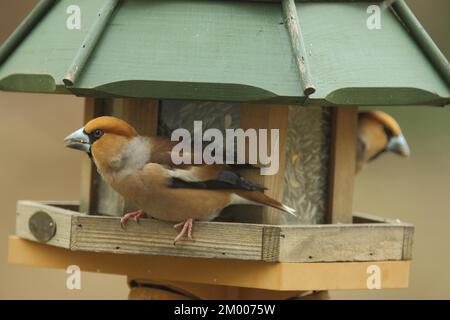 Due falfinchi maschi (Coccothraustes coccothraustes) presso l'alimentatore di uccelli a Bad Schönborn, Baden-Württemberg, Germania, Europa Foto Stock