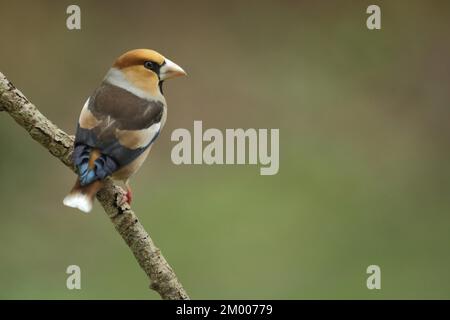 Hawfinch maschio (Coccothraustes coccothraustes) a Bad Schönborn, Baden-Württemberg, Germania, Europa Foto Stock