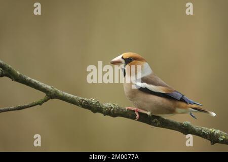 Hawfinch maschio (Coccothraustes coccothraustes) a Bad Schönborn, Baden-Württemberg, Germania, Europa Foto Stock