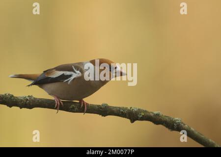 Hawfinch maschio (Coccothraustes coccothraustes) a Bad Schönborn, Baden-Württemberg, Germania, Europa Foto Stock