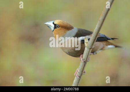 Hawfinch maschio (Coccothraustes coccothraustes) a Bad Schönborn, Baden-Württemberg, Germania, Europa Foto Stock