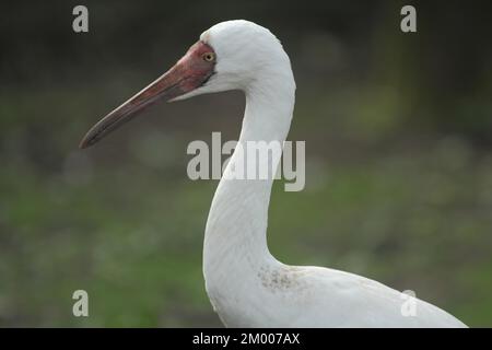 Gru da neve, ritratto, gru siberiana (Grus leucogeranus), gru, uccelli gru, Gruiformi, uccelli, animale, vertebrato, prigioniero Foto Stock