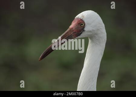 Gru da neve, ritratto, testa, dettaglio, gru siberiana (Grus leucogeranus), gru, uccelli gru, Gruiformi, uccelli, animale, vertebrato, prigioniero Foto Stock