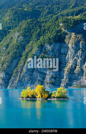 Piccola isola di erba cipollina nelle acque turchesi del lago Walen, Canton St. Gallen, Svizzera, Europa Foto Stock