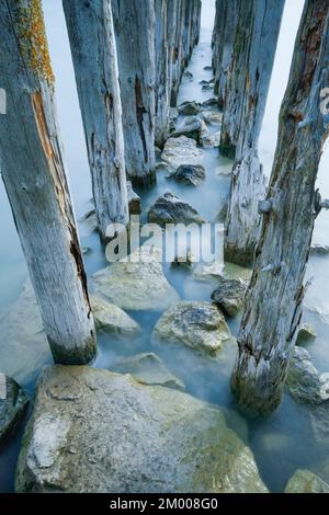 Antiche pile di legno sul lago di Costanza vicino Altnau nel cantone di Thurgau, Svizzera, Europa Foto Stock