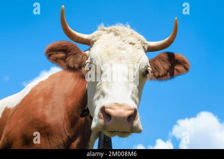 Ritratto del bestiame Simmental contro un cielo blu, Oberland Bernese, Svizzera, Europa Foto Stock