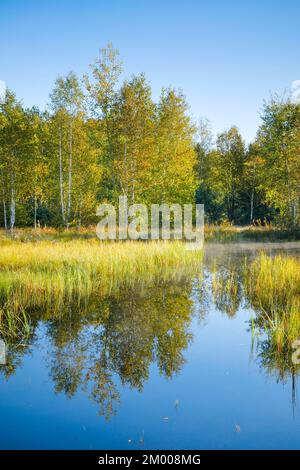 I primi raggi di luce solare bagnano la foresta di betulle e le erbe in una luce calda, nubi di nebbia si immergono attraverso la superficie dell'acqua riflettendo la vegetazione Foto Stock