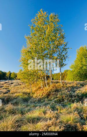 Alberi di betulla gialli alla luce del mattino su una brughiera coltivata con erica nei pressi di Les Ponts-de-Martel nel cantone di Neuchâtel, Svizzera, Europa Foto Stock