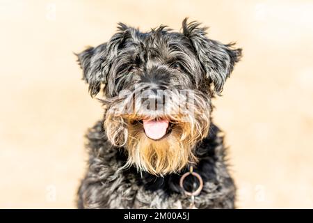 Primo piano ritratto di un cane razza Schnauzer Foto Stock