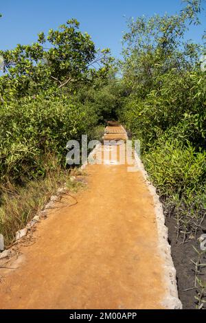 Sentiero giallo stretto con bordo in cemento e mangrovie nere su entrambi i lati Foto Stock