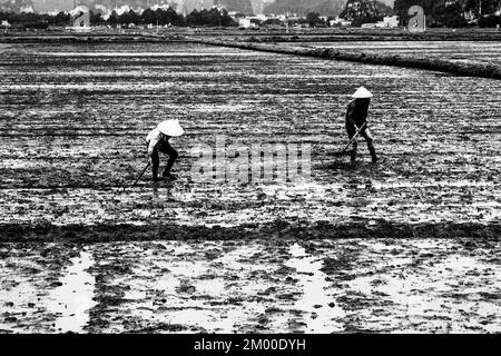 Due persone in un campo di riso fangoso che pianta riso, Foto Stock