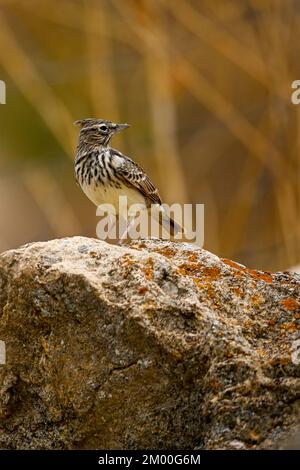 La larice o larice di montagna è una specie di uccello della famiglia degli Alaudidae Foto Stock