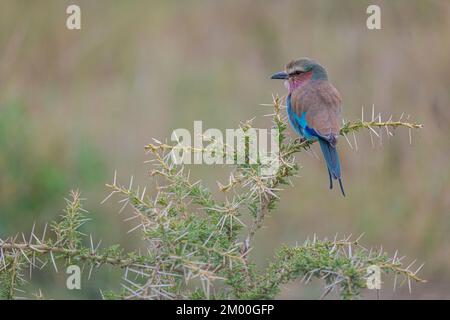 Un uccello bello in un'acacia africana Foto Stock