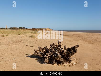 Gli alberi scheletrici si trovano sulla spiaggia di Covehithe, Suffolk UK Foto Stock