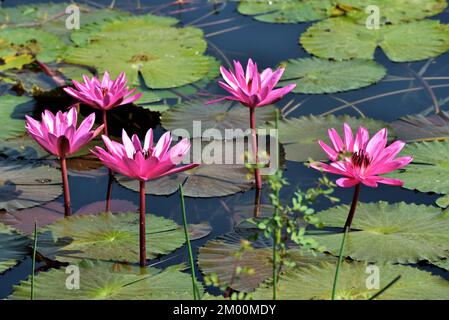 Cinque fiori di loto rosa in stagno, Nelumbo nucifera, loto sacro, loto di Laxmi, loto indiano, Chikhli, Navsari, Gujarat, India, Asia Foto Stock