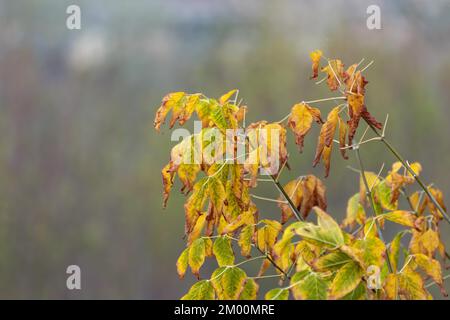 Il ramo di acero nero con foglie autunnali si presenta con un cielo grigio. Messa a fuoco selettiva. Foto Stock