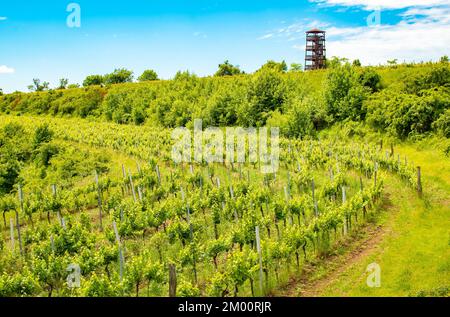 Torre panoramica di Kravi Hora vicino Boretice, Repubblica Ceca Foto Stock