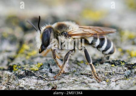 Dettaglio primo piano su un maschio a foglia tagliata in bianco, Megachile albisecta Foto Stock