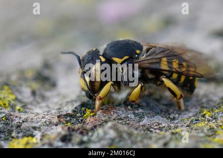 Particolare closeup di una femmina del Woolcarder Bee fiorentino, Anthidium florentinum seduta su una pietra Foto Stock