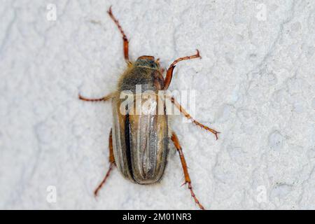 Fafer estiva (Amphimallon solstitiale, Rhizotragus solstitialis), seduta su un muro. Foto Stock