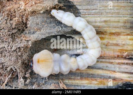 Lava di pino borro flatheaded, un comune gioiello europeo coleottero (Chalcoforo mariana). Un grosso coleottero metallico che si trova nelle foreste di pianura europee Foto Stock