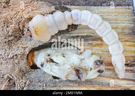 Lava e pupa di pino flatheaded borer, un comune gioiello europeo (Chalcofora mariana). Un grosso scarabeo metallico che si trova in Europa. Foto Stock