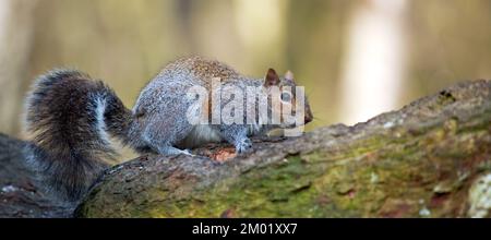 Scoiattolo grigio nel tardo inverno Cannock Chase Country Park AONB (area di straordinaria bellezza naturale) in Staffordshire Inghilterra Regno Unito Foto Stock